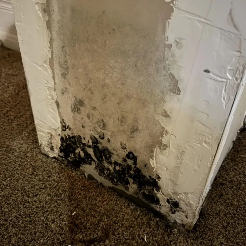 Professional Mold Removal in Rockville, CT